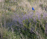 Mountain Bluebird 3082